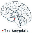Panic Attacks brain - The Amygdala